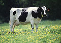 Friesian_Holstein courtesy of Wikimedia Commons