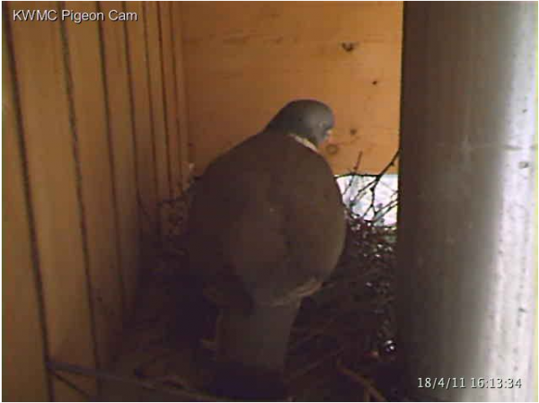 pigeon_cam