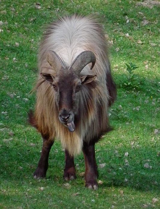 photo of Himalayan thar