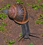 Garden snail