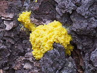image of slime mould